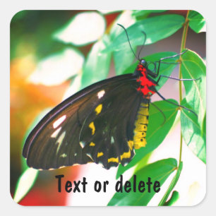 Black Butterfly Nature Personalized Square Sticker