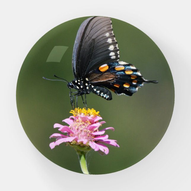 Black Butterfly on Pink Flower Glass Paperweight (Front)