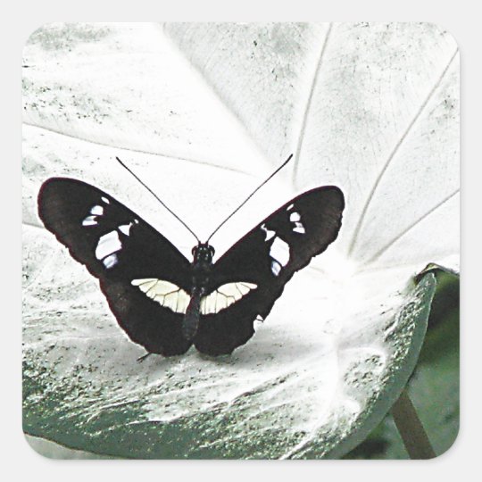 Black Butterfly on White Caladium Leaf Square Sticker