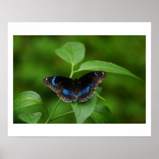 Black Butterfly Poster