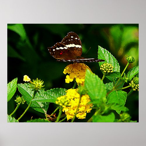 Black Butterfly Yellow Lantana Poster