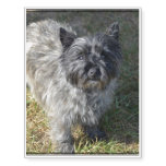 Black Cairn Terrier Temporary Tattoos