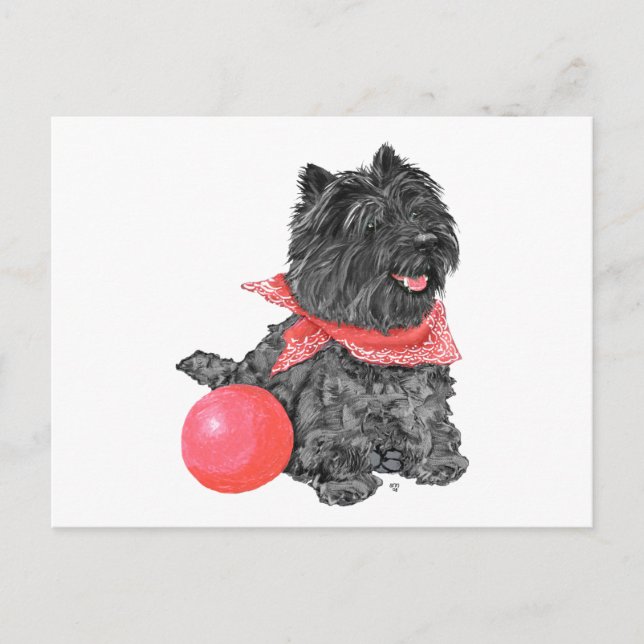 Black Cairn Terrier with Ball Postcard (Front)