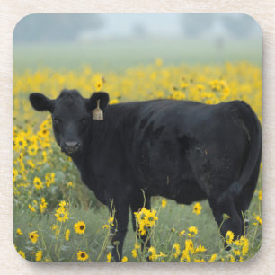 Black Calf in a Field of Sunflowers Beverage Coaster