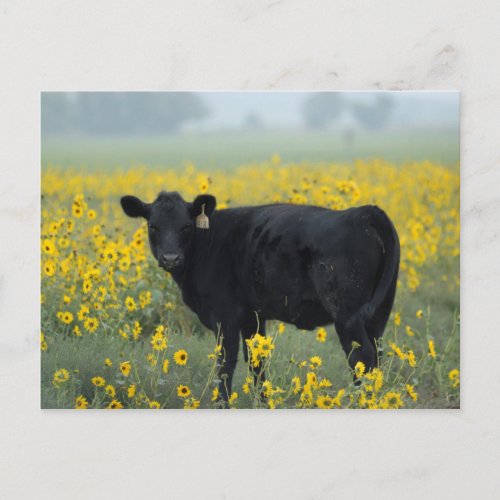 Black Calf in a Field of Sunflowers Postcard