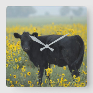 Black Calf in a Field of Sunflowers Square Wall Clock