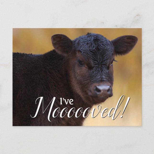 Black Calf Moving Announcement Postcard (Front)