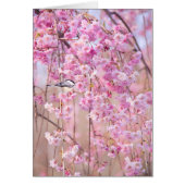 Black Cap Chickadee & Pink Weeping Willow (Front)
