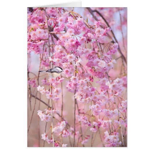 Black Cap Chickadee & Pink Weeping Willow Cards (Front)