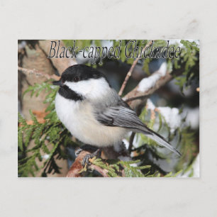 Black-capped Chickadee 9527 Postcard