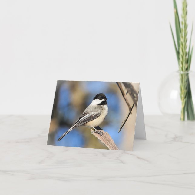 Black-capped Chickadee blank inside Card (Front)