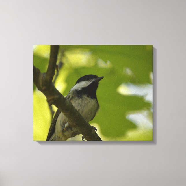 BLACK-CAPPED CHICKADEE CANVAS PRINT (Front)