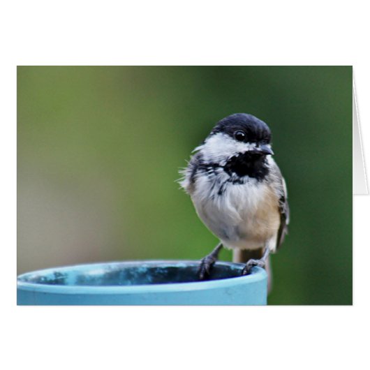 Black-capped chickadee cards (Front Horizontal)