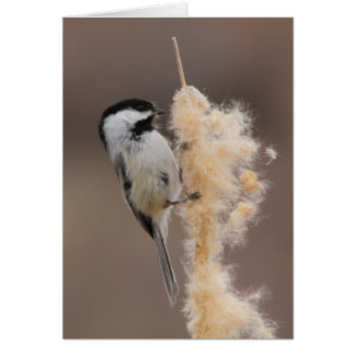 Black-capped Chickadee Cards