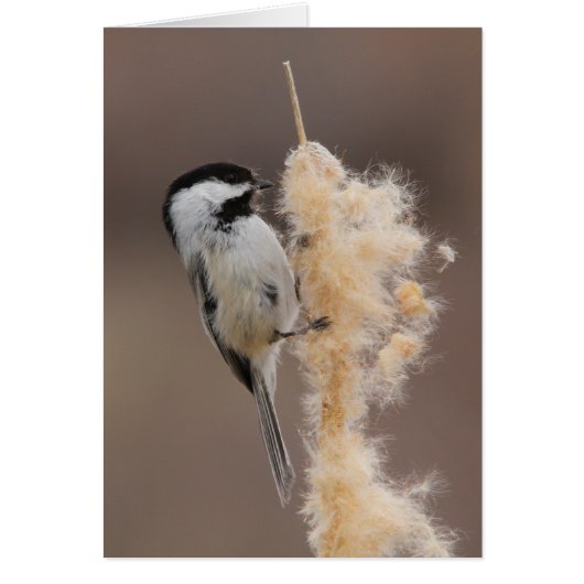 Black-capped Chickadee Cards (Front)
