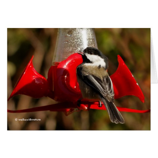 Black-Capped Chickadee Caught Red-Handed Cards (Front Horizontal)