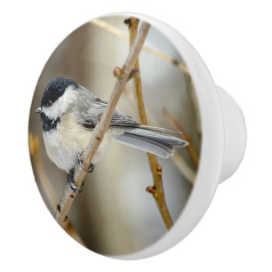 Black Capped Chickadee Ceramic Knob
