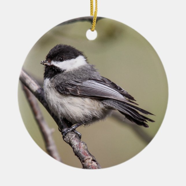 Black-capped Chickadee Ceramic Ornament (Front)