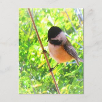 Black Capped Chickadee Cute Cheerful Songbird Postcard by M_Sylvia_Chaume at Zazzle