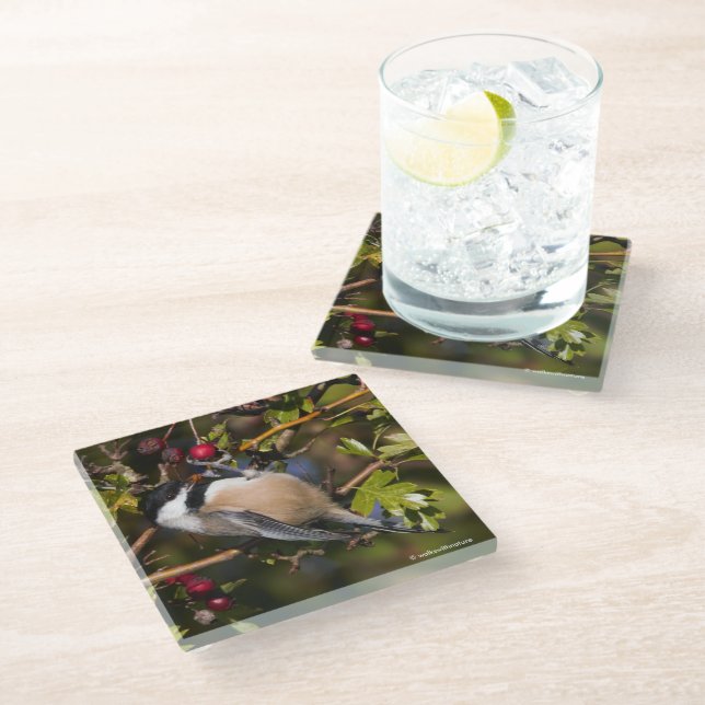 Black-Capped Chickadee Enjoying Autumn Berries Glass Coaster (Angled)