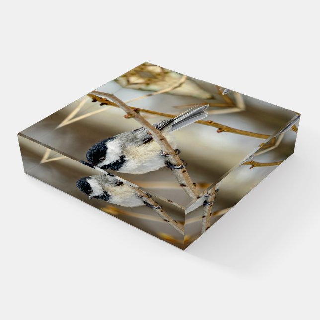 Black Capped Chickadee Glass Paperweight (Angled)