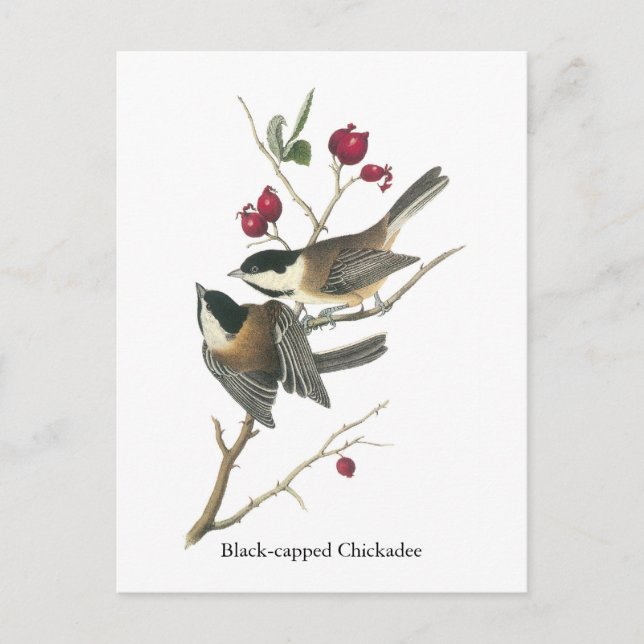 Black-capped Chickadee, John Audubon Postcard (Front)