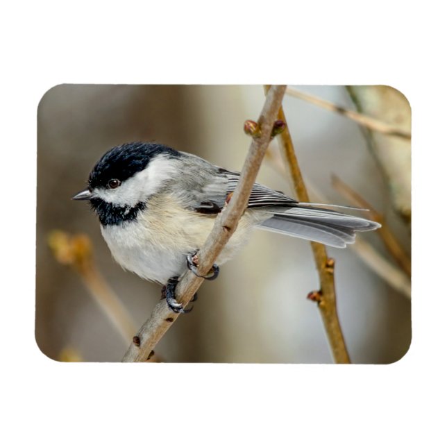Black Capped Chickadee Magnet (Horizontal)