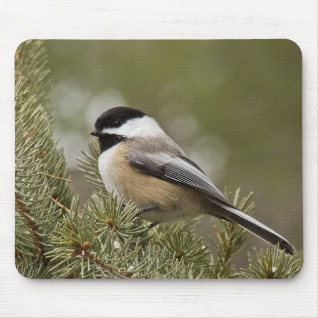 Black-capped Chickadee Mousepad (Front)