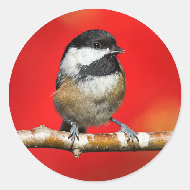 Black-Capped Chickadee on Autumn Red Background Classic Round Sticker (Front)