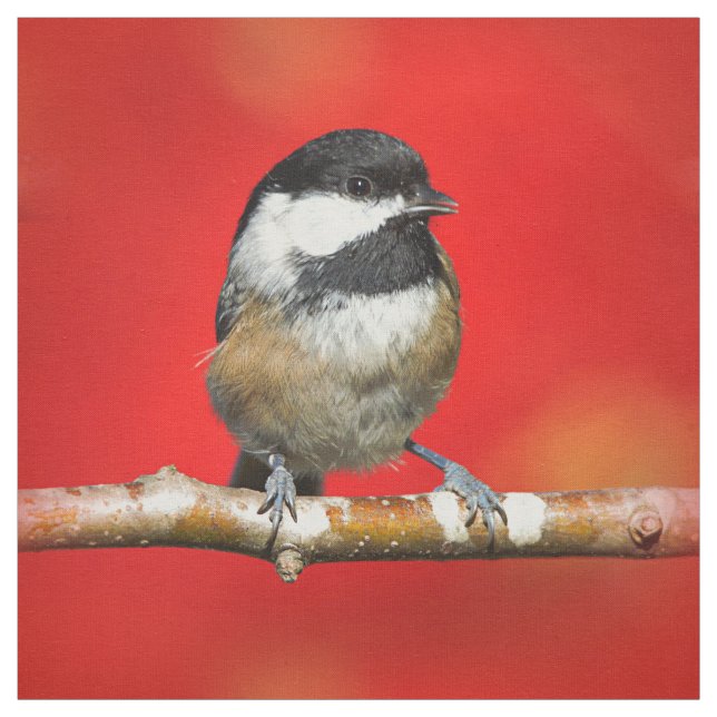 Black-Capped Chickadee on Autumn Red Background Fabric (Swatch)