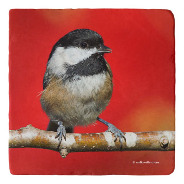 Black-Capped Chickadee on Autumn Red Background Trivet (Front)