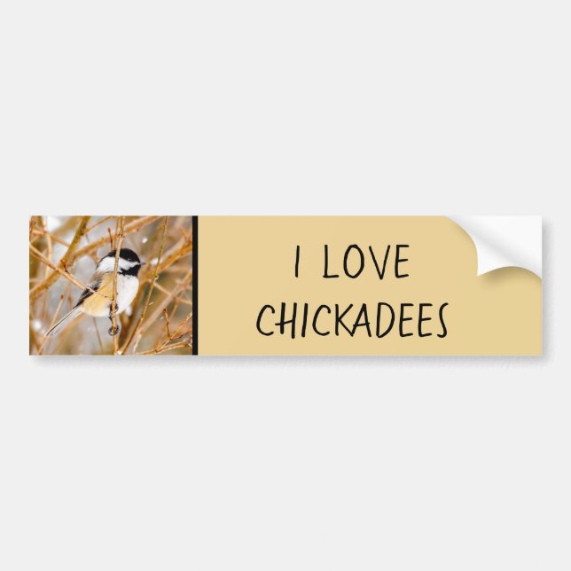 Black-Capped Chickadee - Original Photograph Bumper Sticker (Front)