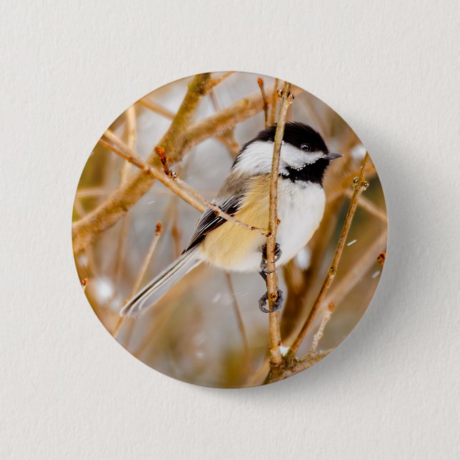 Black-Capped Chickadee - Original Photograph Button (Front)