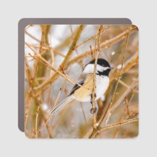 Black-Capped Chickadee - Original Photograph Car Magnet