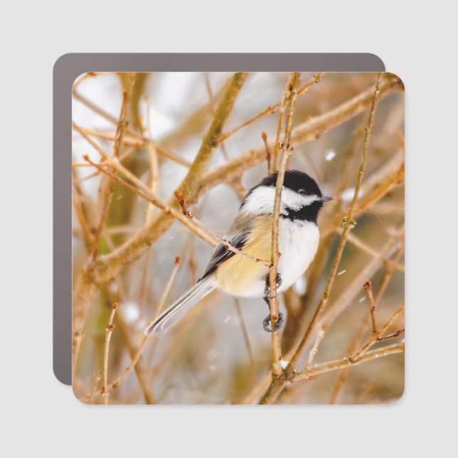 Black-Capped Chickadee - Original Photograph Car Magnet (Front)