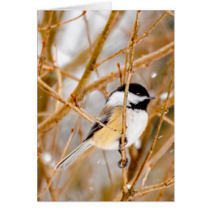 Black-Capped Chickadee - Original Photograph Cards