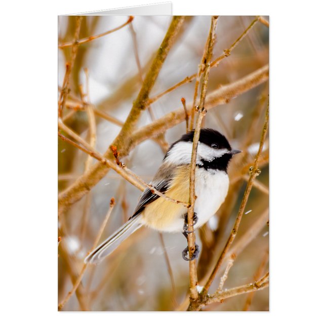 Black-Capped Chickadee - Original Photograph Cards (Front)