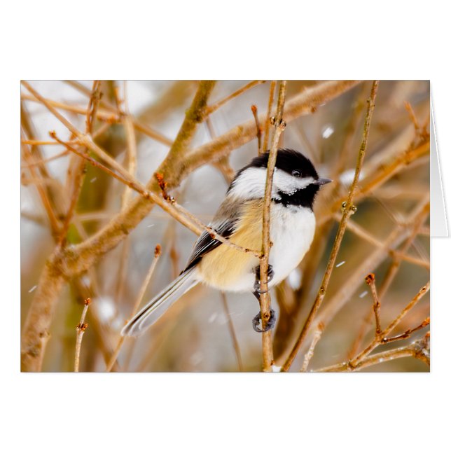 Black-Capped Chickadee - Original Photograph Cards (Front Horizontal)