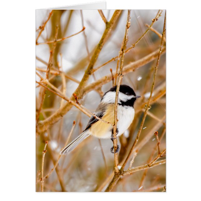 Black-Capped Chickadee - Original Photograph Cards (Front)