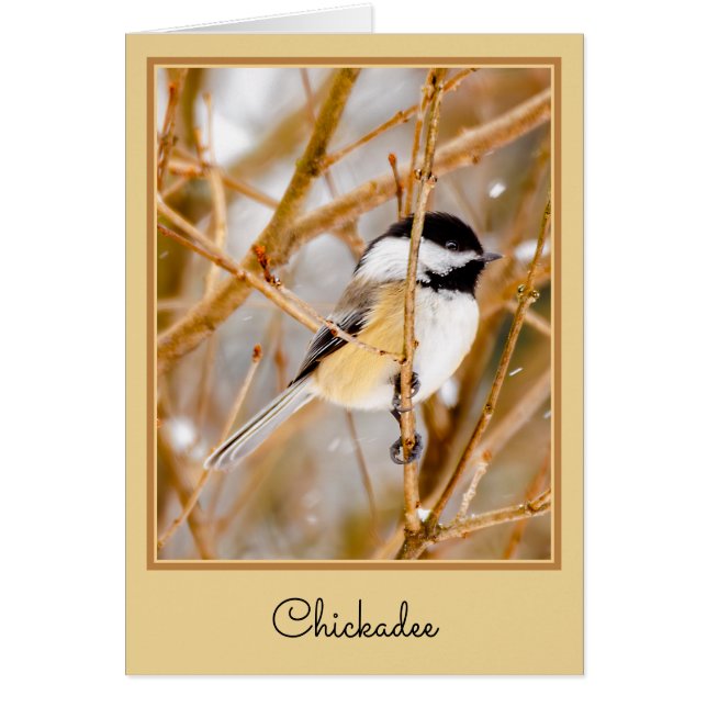 Black-Capped Chickadee - Original Photograph Cards (Front)