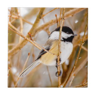Black-Capped Chickadee - Original Photograph Ceramic Tile