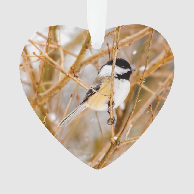 Black-Capped Chickadee - Original Photograph Ornament (Front)