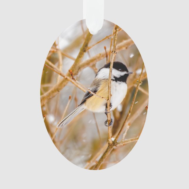 Black-Capped Chickadee - Original Photograph Ornament (Front)