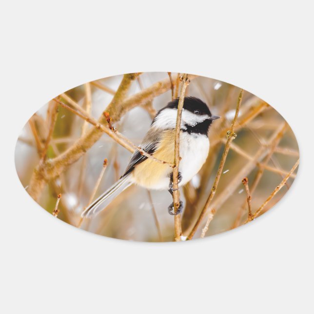 Black-Capped Chickadee - Original Photograph Oval Sticker (Front)