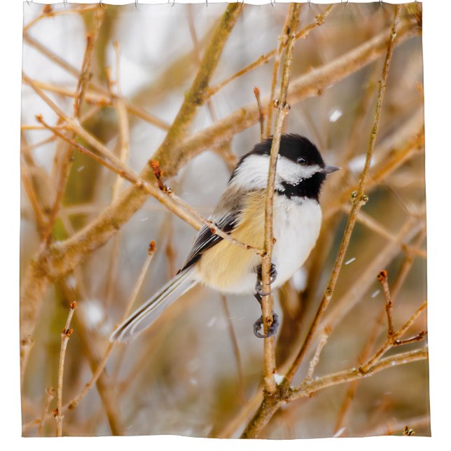 Black-Capped Chickadee - Original Photograph Shower Curtain (Front)