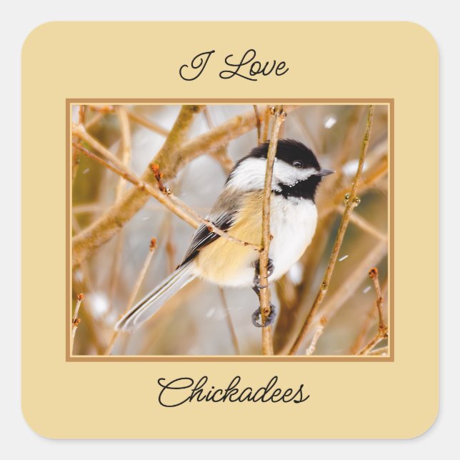 Black-Capped Chickadee - Original Photograph Square Sticker (Front)