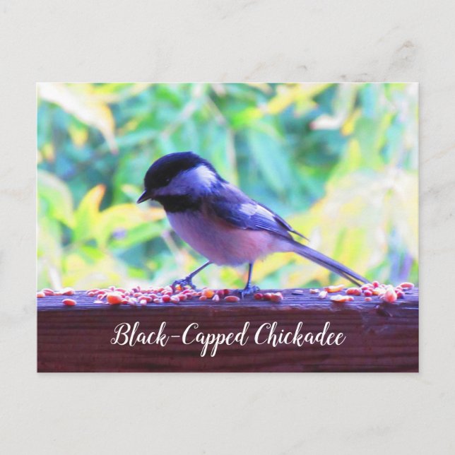 Black Capped Chickadee Perching Birds Canada Postcard (Front)