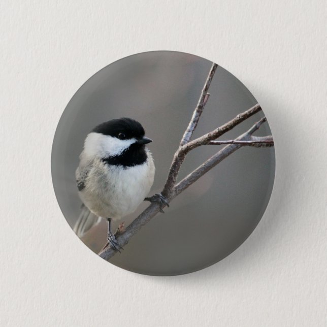 Black Capped Chickadee Photo Pinback Button (Front)