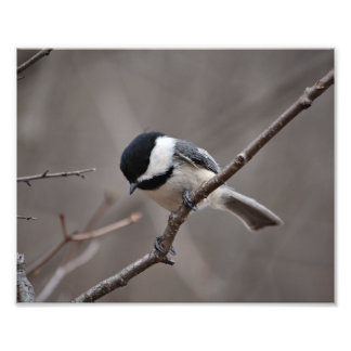 Black Capped Chickadee Photo Print