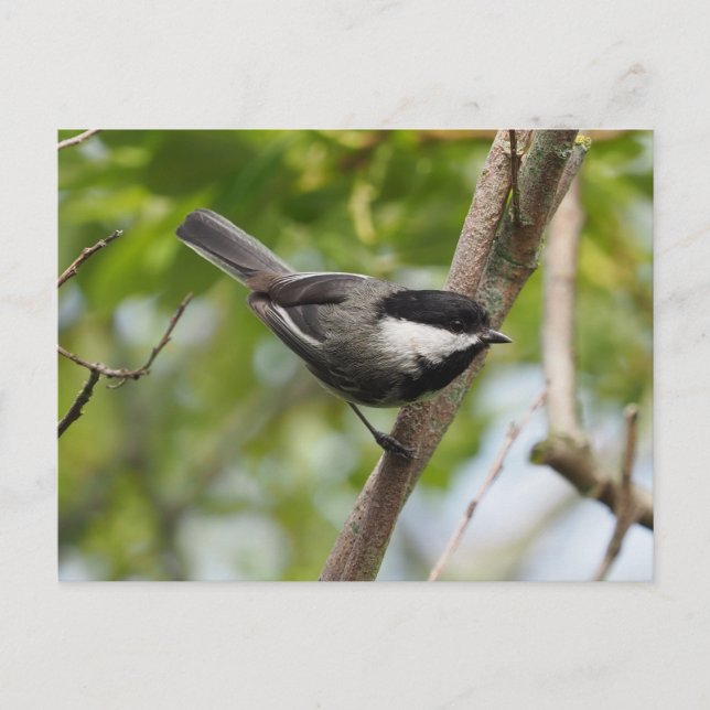 Black Capped Chickadee Postcard (Front)